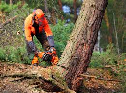 Best Tree Preservation Services  in Redland, TX